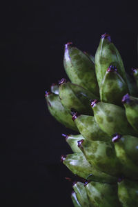 Close-up of wet plant against black background