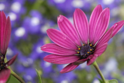 Close-up of pink flowers