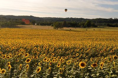 Scenic view of sunflower field against sky