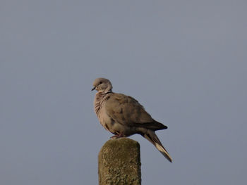 Low angle view of bird perching against clear sky