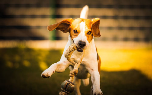 Happy beagle dog in backyard runs and hops jocularly with the toy towards camera. pets in garden.