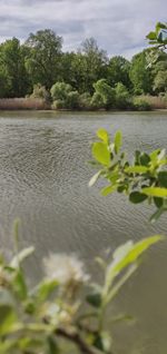 Surface level of leaves floating on lake against sky