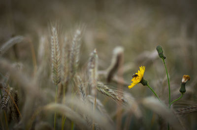 Close-up of yellow flowering plants on field