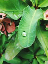 Close-up of green leaves