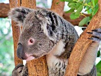 Koala curiosity