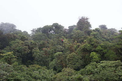 Low angle view of trees