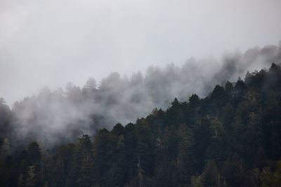 Panoramic view of trees in forest