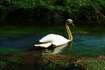 Swan floating on lake