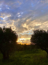 Trees on field against sky at sunset