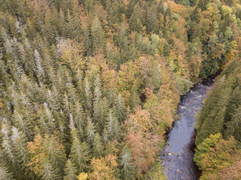 High angle view of pine trees in forest during autumn