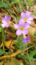 Close-up of purple flowers blooming outdoors