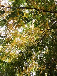 Low angle view of trees in forest