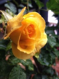 Close-up of yellow rose