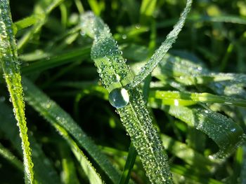 Close-up of water drops on frozen plant