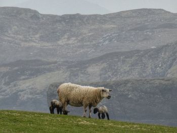 Sheep in a farm