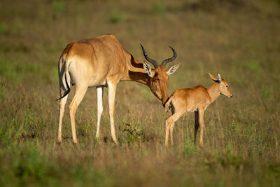 Female coke hartebeest nuzzles baby in savannah