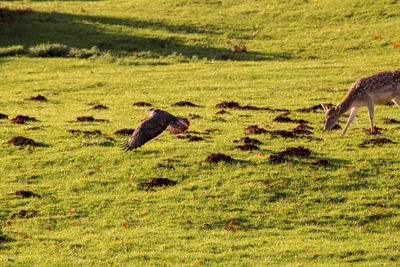 View of deer on grassy field