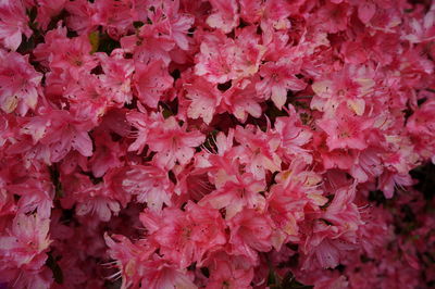 Full frame shot of pink flowering plants