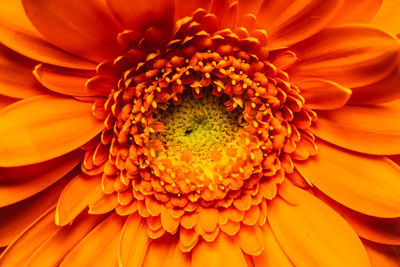 Close-up of orange flower