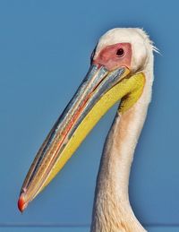 Close-up of pelican against clear sky