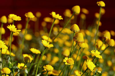 Yellow wild flowers