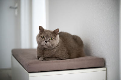 Cat sitting on sofa at home