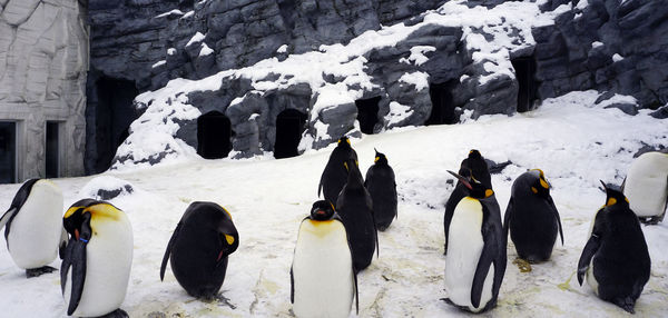 Penquin animal stand and sleep in winter snow at asahiyama zoo, hokkaido, japan