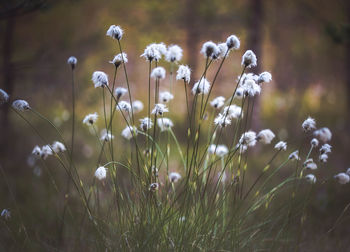 Close-up of flowers