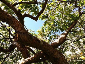 Low angle view of tree