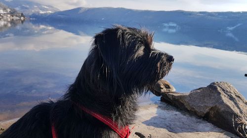 Close-up of dog sitting by lake against sky