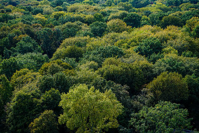 High angle view of pine trees in forest