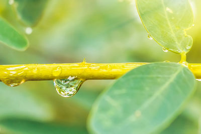 Close-up of wet yellow leaves