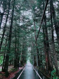 Empty road amidst trees in forest