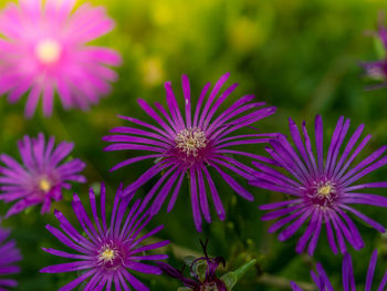 Close-up of purple flowering plants