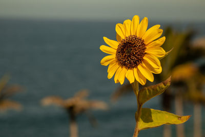 Close-up of yellow flower against blurred background