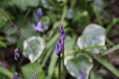 Close-up of purple flowers