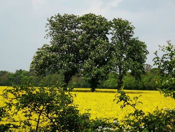 Scenic view of oilseed rape field against sky