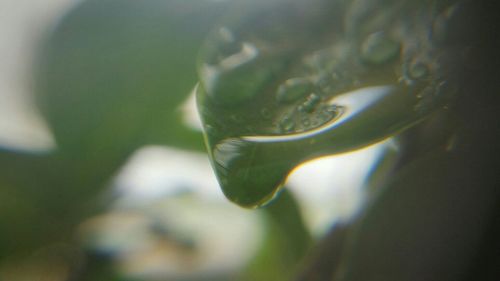 Close-up of plant against blurred background