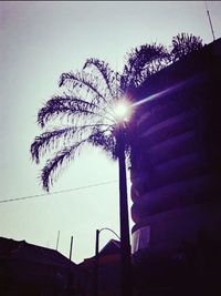 Low angle view of palm trees at sunset