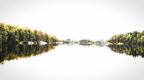 Reflection of trees in water