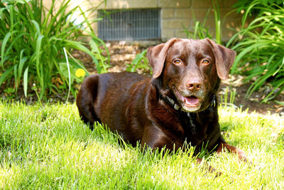 Portrait of a dog on field