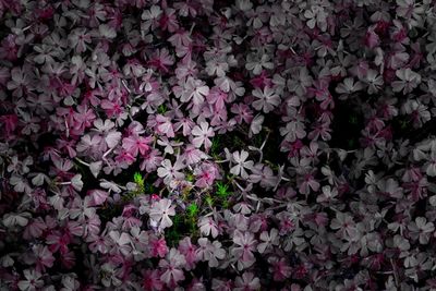 Full frame shot of pink flowering plant