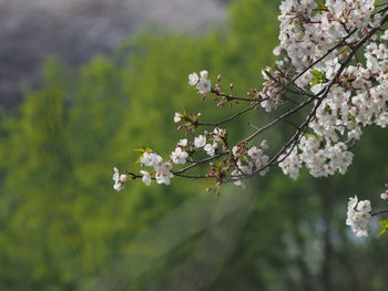 Close-up of cherry blossom tree