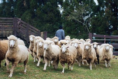 Flock of sheep walking at farm while farmer in background