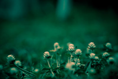 Close-up of flowering plant on field