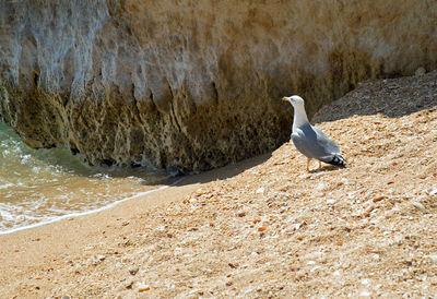 High angle view of gray heron perching on shore