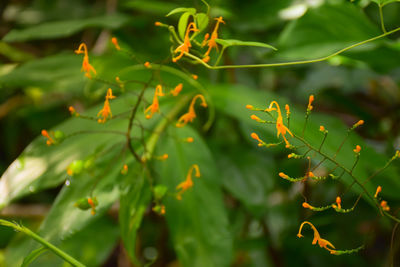 Close-up of flowering plant