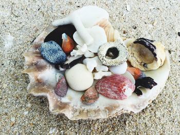 Close-up of seashells at beach