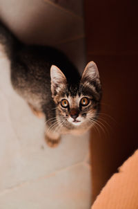 Close-up portrait of grey cat