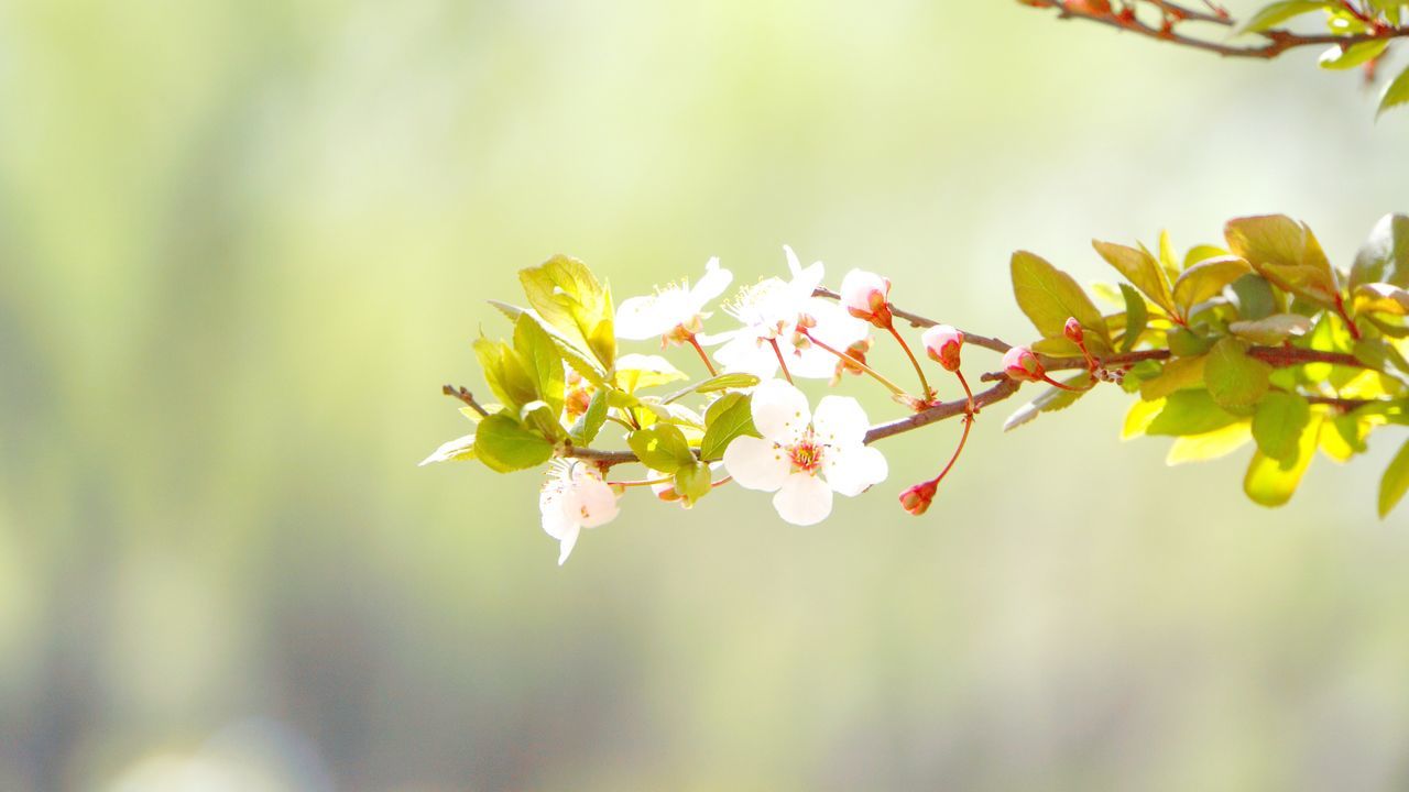 flower, growth, freshness, focus on foreground, fragility, beauty in nature, branch, close-up, nature, twig, petal, leaf, blossom, plant, selective focus, blooming, bud, tree, season, in bloom